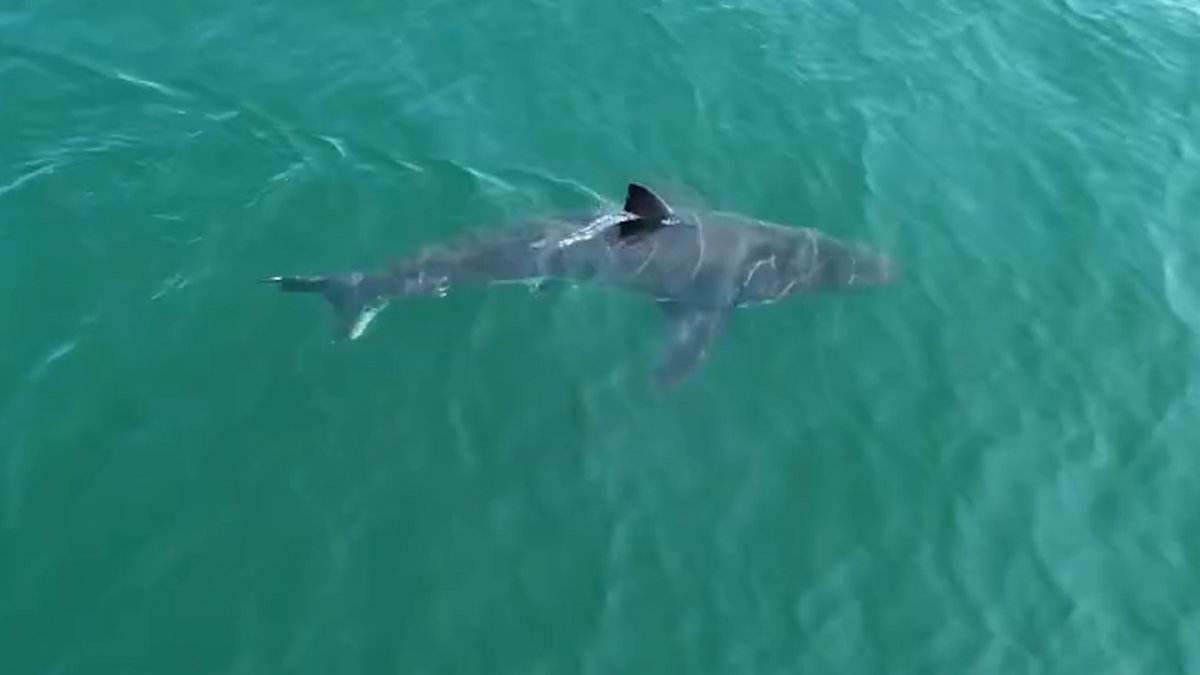 More great white sharks in New England waters, why?
