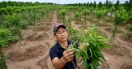 Farmers Fume at Measly Deal to Make Way for Donald Trump Family’s New $1.5B Golf Club in Vietnam