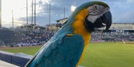 Rally Parrot helps Minor League team to comeback win