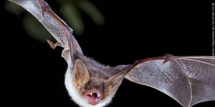 Bat found in Colorado Springs tests positive for rabies