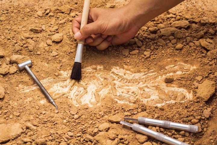 Día Internacional de la Arqueología: una mirada al pasado que construye futuro