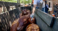 “Dejar de vacunar contra la aftosa sería un acto de irresponsabilidad enorme”, advierte el agro
