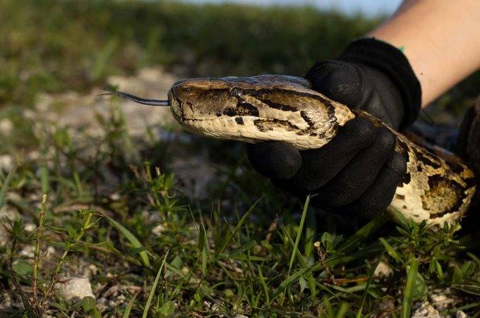 Robot rabbits the latest tool in Florida battle to control invasive Burmese pythons in Everglades