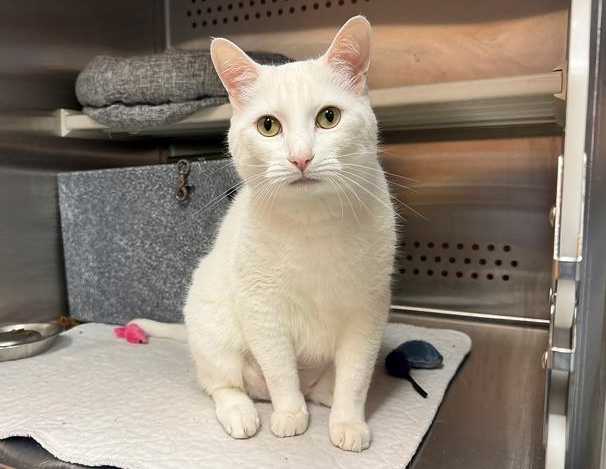 Pets of the Week for Aug. 12, 2025