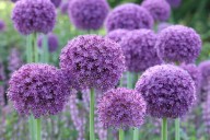 Ask the Master Gardener: What are those interesting purple flowers in the garden?