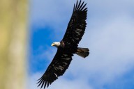 Stillaguamish Tribe warns rat poison is killing eagles