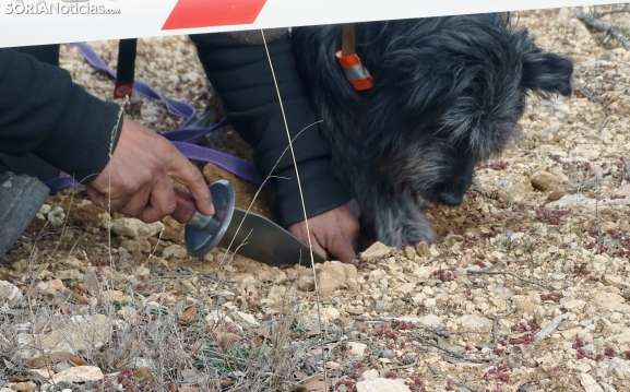 El paraje 'Guindalera' de Almazán, posible ubicación para un centro especializado en perros de trufa