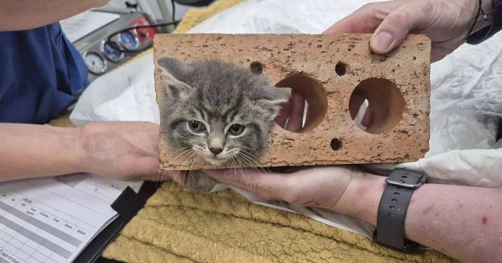 Tiny Lanarkshire kitten gets head stuck in brick as vets free 'aspiring bricklayer'