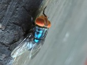 U.S. traveler diagnosed with parasite that lays eggs in eyes and open wounds