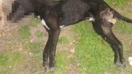 Denunciaron a un hombre por maltrato animal