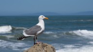 Mysterious illness affecting sea gulls in Southern California