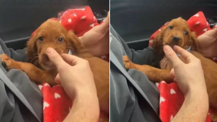 Minnesota Owner Thinks Her Puppy Is A Giant Breed Then Makes A Shocking Realization A Year Later