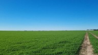 El maiz mejoró el rinde promedio, el trigo sigue con altas expectativas y el girasol se siembra con demoras