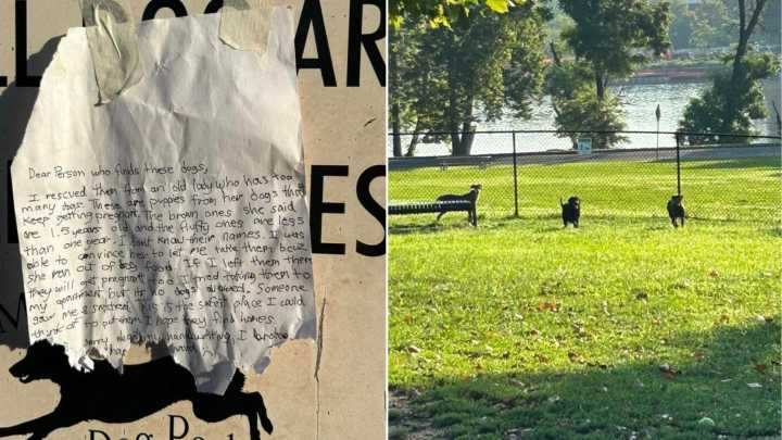 Six Helpless Puppies Left In Pennsylvania Dog Park With Nothing But A Note