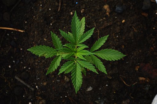 Research Study: Ohio School Principals Contend Pot Contributing To Decline In Students’ Health