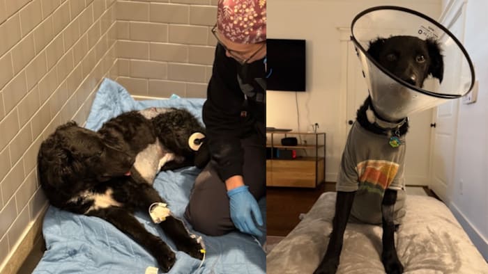 Dog stabbed during morning walk at Houston park, owner says