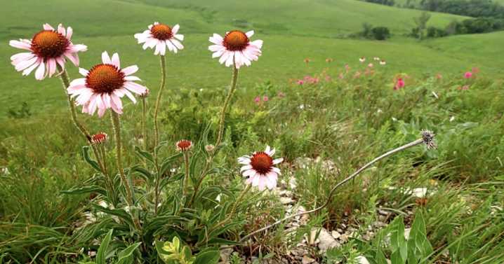Kansas scientists put AI to work in the fight to save the Flint Hills tallgrass prairie