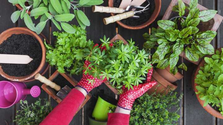 14 Easy-To-Grow Herbs That Help Keep Mosquitoes Out Of The Yard And Garden