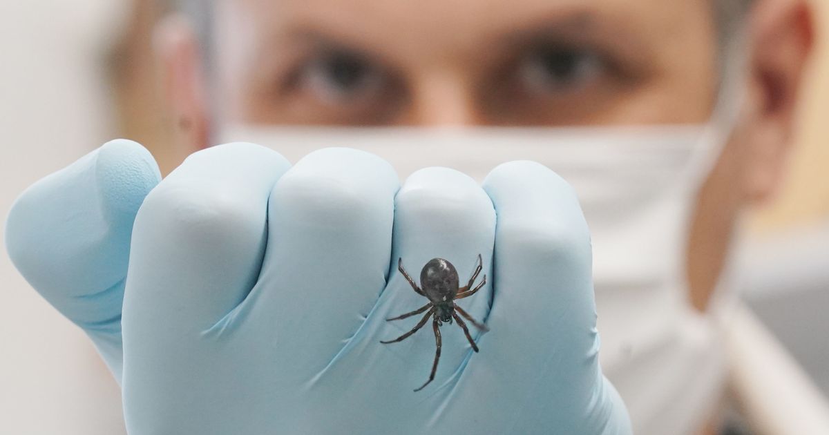 UK households warned to shut windows 'day and night' as venomous spider invading houses