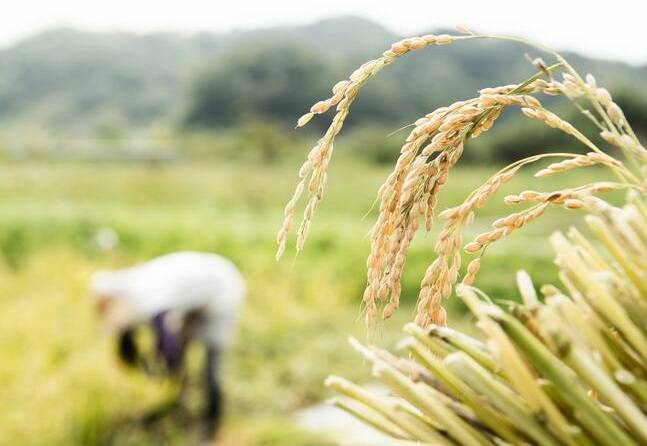 “Hay mecanismo para incumplir acuerdo sobre precios de arroz”: Dignidad Agropecuaria