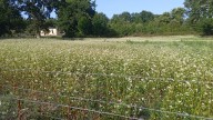 Trigo sarraceno, el cereal apto para los celíacos se abre paso en la agricultura de la Terra Chá