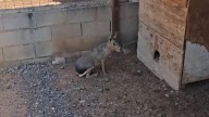 Los animales exóticos incautados se quedan por ahora en el zoo clandestino de Castellón