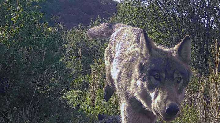 Vote to end wolf reintroduction won't be on 2026 ballot