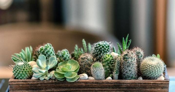 El mejor lugar para colocar un cactus y así atraer dinero según el Feng Shui