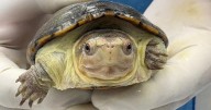 Reproducen en Zoológico de Guadalajara en cautiverio a la tortuga más pequeña del mundo