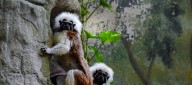 Zoológico realiza actividades en pro de la conservación del tití cabeciblanco