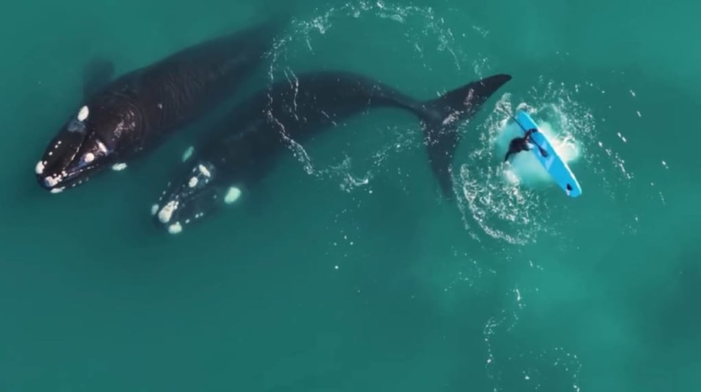 Video impactante: una ballena golpeó a un hombre sobre una tabla y advierten sobre los riesgos