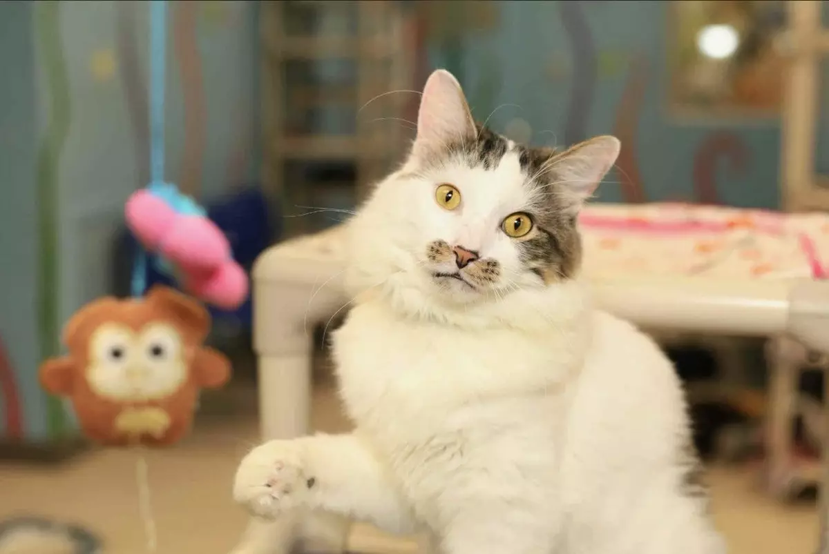 Celebrate 812 Day With $8.12 Cat Adoptions At VHS