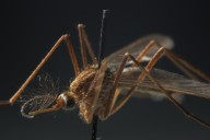 Health department: West Nile virus detected in Porter County