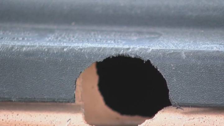 Construction pushing pests into Austin