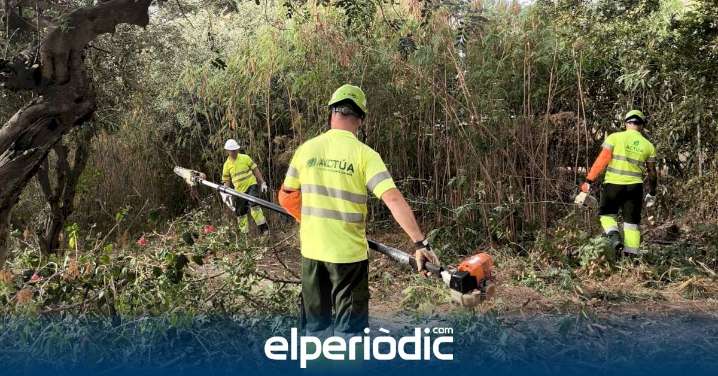 Benidorm actúa sobre una parcela forestal en el Murtal para proteger la zona ante posibles incendios