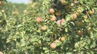 Michigan orchards ready for U