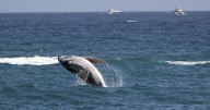 Los océanos no son azules: ¿Qué origina el color azul de las aguas oceánicas?