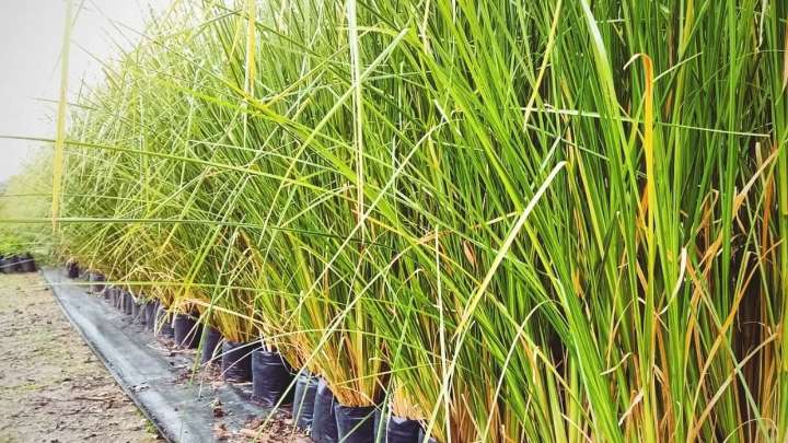 La planta de rápido crecimiento que es perfecta para protegerte de los vecinos chismosos: cuidados y secretos