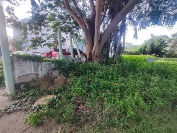 Vecinos de Campo Verde denuncian abandono en parque y camellones: “urge poda por seguridad de los niños