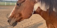 An alternative form of therapy uses horses as a co