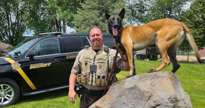 Box Elder County deputy and K9 injured in Tremonton shooting identified
