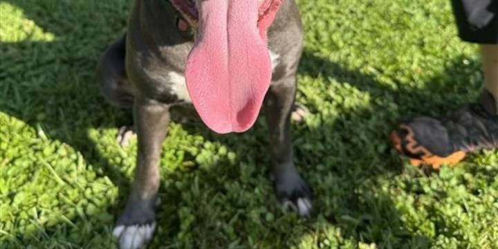 Furry Friday: It’s a girl’s world and these pups are ready to rule your heart!