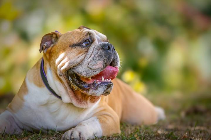 Dear Abby: Dog slobber just isn’t my thing