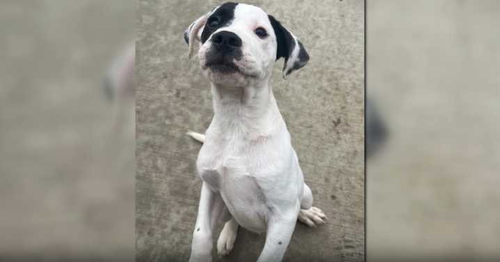 Puppy stolen from Nicholasville shelter found safe, adopted