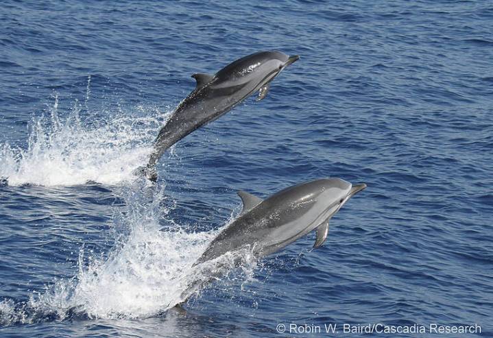 Dolphins stranded on Oahu had infectious bacterial disease