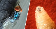 First human screwworm case detected in U.S. as Texas ranchers express concerns about livestock