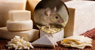 Estos son los quesos que se retiran del mercado por riesgo de contaminación con ratas