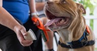 Doggie Entourage program lets you borrow a dog from the SPCA