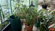 6 Edible Plants I've Easily Grown in a Small Space
