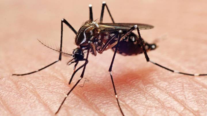 Las Vegas’ growing mosquito problem is ‘a ticking time bomb’